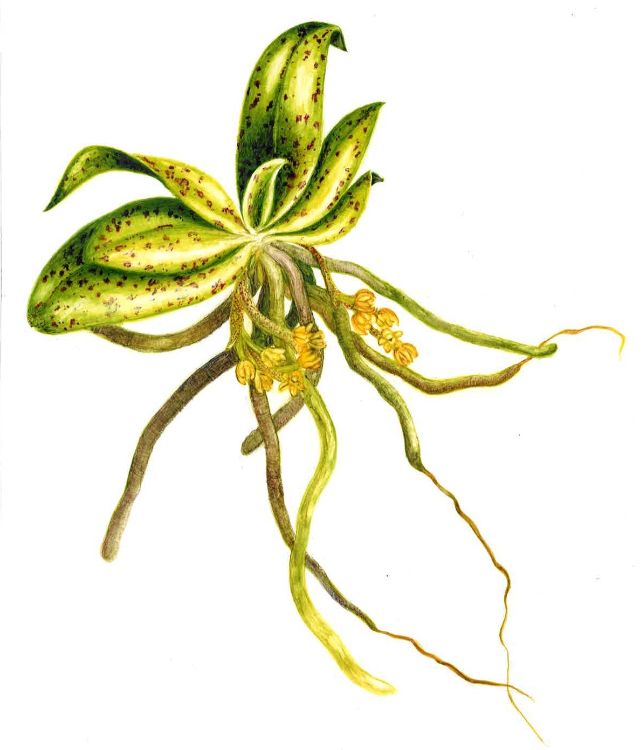 drymoanthus-flavus-by-noelyn-hung_page-0001.jpg
