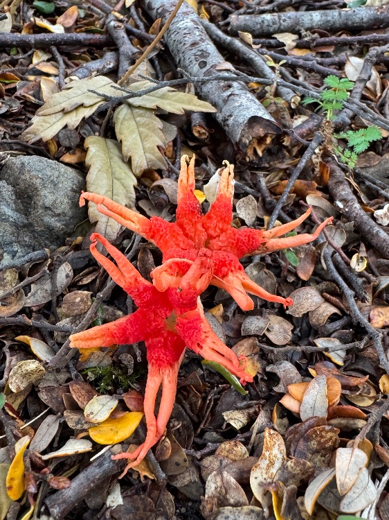 Double Star Stinkhorns