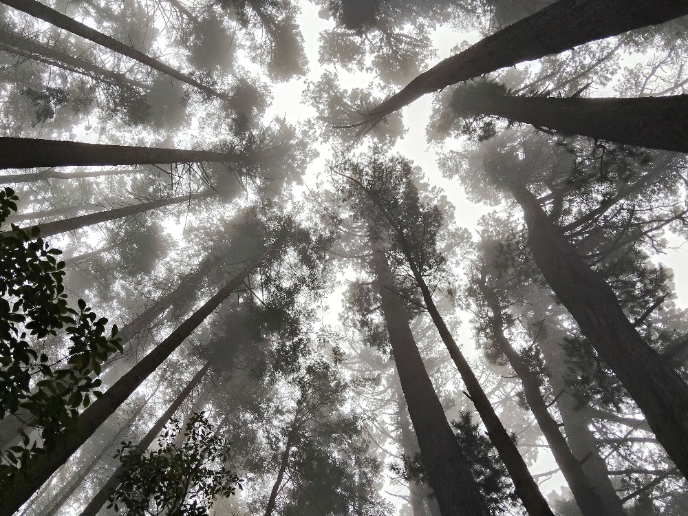 Redwoods in fog