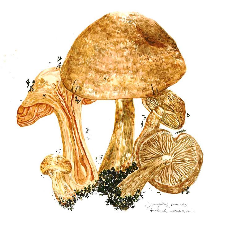 Gymnopilus_junonius.jpg