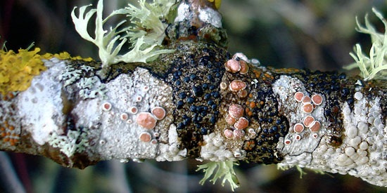 lichen.jpg