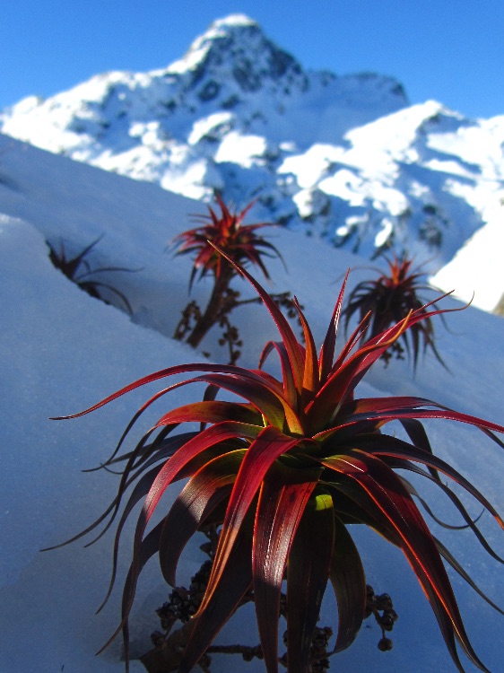 Dracophyllum menziesii poking through thick spring snow in front of Mt Xenicus by Anne Schlesselmann