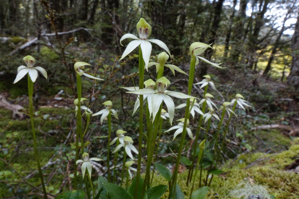 Adenochilus gracilis