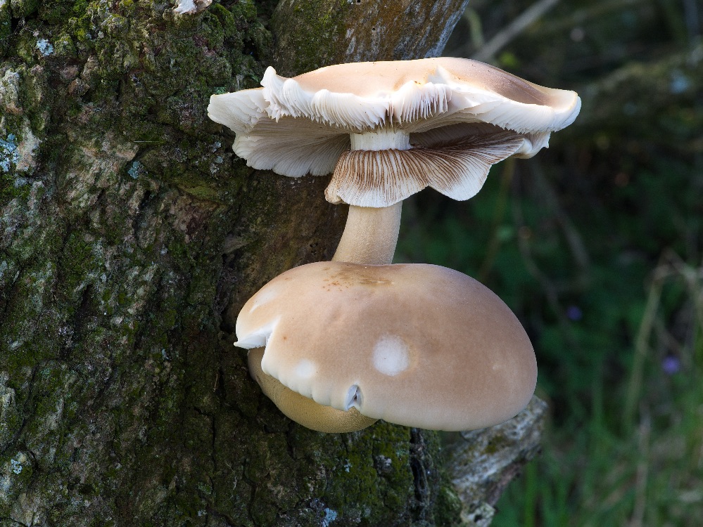 Agrocybe parasitica by David Lyttle
