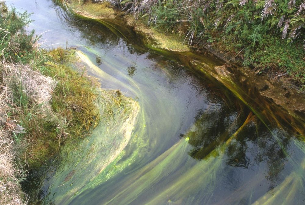 Watery_image.jpg