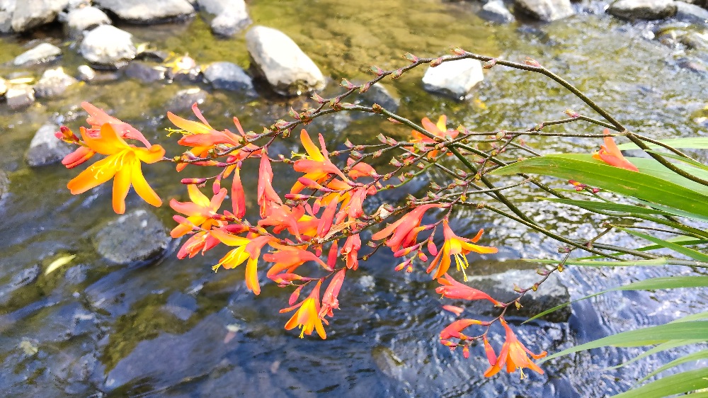 Riparian beauty